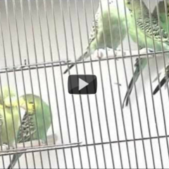 Kirsten K&ouml;tter: Birds (Wellensittiche), 2002, Videoloop, 12 Minuten